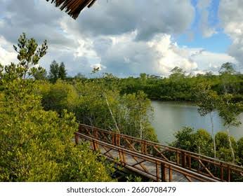 hutan mangrove